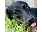 Adopt Pequena A Black Labrador Retriever / Mixed Dog In Laredo, TX (33731570)