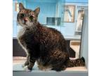 Adopt Krabby Patty a Brown or Chocolate Domestic Shorthair / Mixed cat in Long