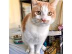 Adopt Pancakes a Orange or Red Domestic Shorthair / Mixed cat in Long Beach