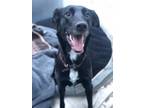 Adopt Sadie a Labrador Retriever / Whippet / Mixed dog in Victoria