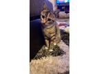 Adopt Star a Spotted Tabby/Leopard Spotted Domestic Shorthair / Mixed (short