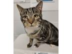 Adopt Pinot a Domestic Shorthair / Mixed cat in Birdsboro, PA (33731476)