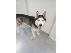 Adopt Yukon a Siberian Husky / Mixed dog in Lincoln, NE (33731475)