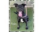 Adopt RUGBY a Black - with White Labrador Retriever / Mixed dog in Marietta