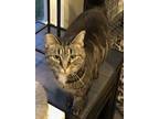 Adopt Emmie a Tan or Fawn Tabby Domestic Shorthair (short coat) cat in