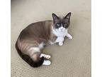 Aspen The Velcro Kitty, Snowshoe For Adoption In Houston, Texas