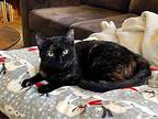 Summer, Domestic Shorthair For Adoption In Grand Rapids, Michigan