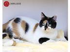 Carrie, Domestic Shorthair For Adoption In St. Louis, Missouri
