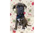 Adopt TEX a Pit Bull Terrier, Boxer