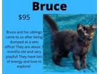 Adopt Bruce a Domestic Short Hair