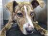 Adopt Claire a Pit Bull Terrie