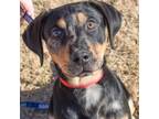 Adopt Willie a Mixed Breed