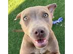 Adopt (SUNRISE) AVAILABLE FEB 02 2022 a Pit Bull Terrier