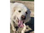 Adopt Sissy a Great Pyrenees