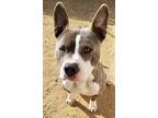Adopt Malone a Pit Bull Terrier