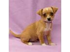 Adopt HUNNY BUNNY a Terrier