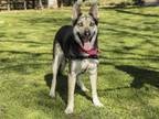 Adopt LUCY A German Shepherd Dog, Mixed Breed