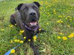 Adopt BLITZ a Pit Bull Terrier, Mixed Breed