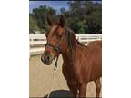 2020 AQHA Chestnut filly All around Ranch work potential