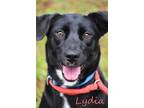 Adopt Lydia #3 a Black Labrador Retriever