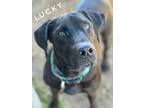 Adopt Lucky #43 a Black Labrador Retriever