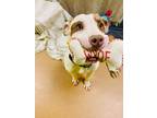 Adopt Russell a Pit Bull Terrier