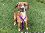 Adopt BANTER a Redbone Coonhound