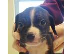 Adopt Klark a Labrador Retriever, Beagle
