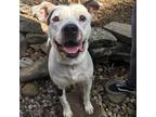 Adopt Uno A American Staffordshire Terrier