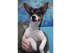 Adopt Boo Boo a Jack Russell Terrier, Pug