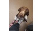 Adopt Rusty a German Shorthaired Pointer, Mixed Breed