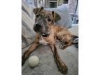 Adopt Myla Marie a Pit Bull Terrier