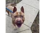 Adopt Terry a Pit Bull Terrier