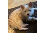 Adopt Lola Baby a Mixed Breed, Terrier