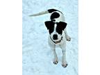 Adopt Athena a Pit Bull Terrier, Labrador Retriever