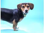 Adopt SOSA a Beagle, Dachshund
