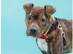 Adopt SQUEAKER a Pit Bull Terrier, Plott Hound