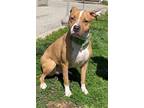 Adopt BRODY a Boxer, Pit Bull Terrier