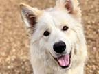 Adopt BLISS a Great Pyrenees