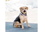 Adopt Lucy a Beagle