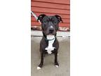 Adopt Twister A Pit Bull Terrier