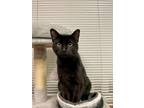 Adopt Tonks--In Foster A Domestic Short Hair