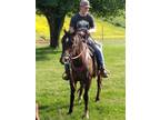 Adopt Tobago a Standardbred, Rocky Mountain Horse