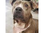 Adopt Holly a Pit Bull Terrier