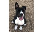Adopt DANI a Pit Bull Terrier, Mixed Breed