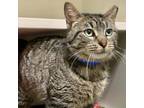 Adopt Andrew a Domestic Short Hair