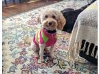 Adopt Cali a Yorkshire Terrier, Poodle