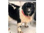 Adopt Lady Featherington a Newfoundland Dog