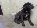 Adopt A146879 a Labrador Retriever, Pit Bull Terrier