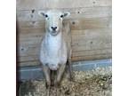 Is A Very Sweet Female Sheep She Came To Us From A Humane Seizure She Had A Prolapsed Vagina And Was Treated At New Bolton She Is Still Thin And Needs
